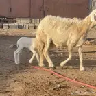 نعجه بولدها