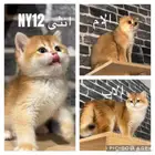للبيع سكوتش مسجلين بمنظمة العالمية للقطط