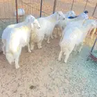 بهم حري طيب