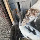 وز بلدي وعراقي اصيل حضان شرط