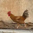 حيوانات