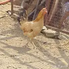 دجاج