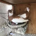 سوري وقطيفي وعبسي وكوره