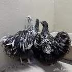 طقم الاوربينقتون orpington