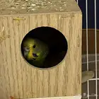 انثى بادجي منتجه