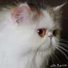 قطه بيكي فيس منتجه