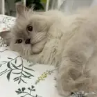 قط هملايا ذكر معقم عمره (5 سنوات ) للتبني