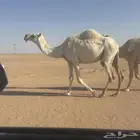 ضريبه وضحا