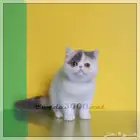 القطه تانيه للبيع