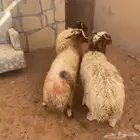 نعيمي للبيع