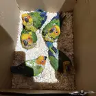 فروخ صن كنيور