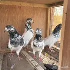 حمام باكستاني