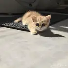 A Royal Luxury Companion Awaits