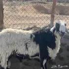 طلي فحل