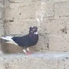 إسلام عليكم