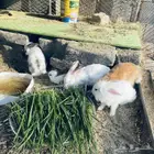 ارانب للبيع العدد 5 بصحه جيده اعمارها من 4 اشهر مع امهم