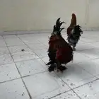 ديوك براهما