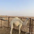 قعود قصب طيب