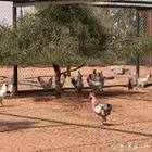 ديوك جملة