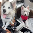 هاسكي بيور ذكر وانثى