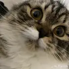 قط ذكر للتزاوج سكوتش فولد لونق هير ( - )