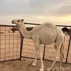 قعدان للبيع