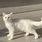 قطط تبني