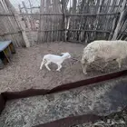 رخل ترضع