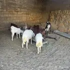 خروفين كفو شرط