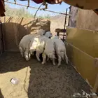 بهم