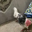 جوز تيدي