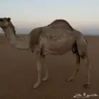 ضروبه طيبه