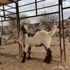 تيس هولندي