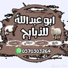 ذبايح ابو عبدلله بلدي ومستور