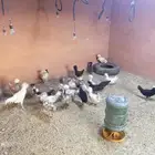 دجاج بولش مستوى