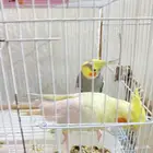 للبيع زوج كروان منتج شرط