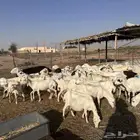 للبيع غنم رفيد دفيع واصل جروم طيبه