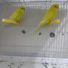جوز بادجي لاتينو منتج