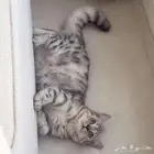 قطه سكوتش للتبني