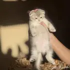 أنثى سكوتش فولد
