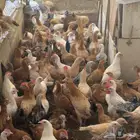 دجاج   بلدي