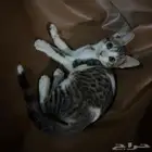 قط للتبني سكاكا