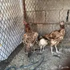 دجاج وديكه بلدي ورومي