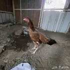 دجاجه للبيع