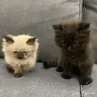 قطتين للبيع ذكر هملايا وأنثى سكوتش شيرازي