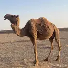 ناقه لقحى