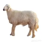 ابحث عن سلاخ و مساعد طباخ