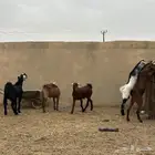 تيوس كفوو للبيع