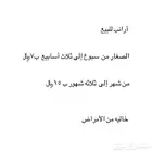 أرانب للبيع