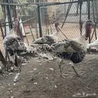 ذكور رومي